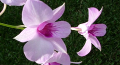 Alteração da Lei de Orquídeas (Nº 14.065/05)ESSA - Estratégia Socioambiental