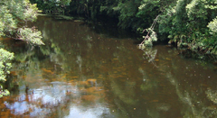 Análise SWOT - Reserva da Biosfera da Mata AtlânticaESSA - Estratégia Socioambiental