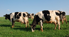 Cadeia Leiteira - Desenvolvimento Sustentável e ComercializaçãoESSA - Estratégia Socioambiental