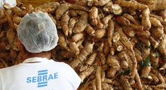 Coordenação Nacional da Carteira de MandioculturaESSA - Estratégia Socioambiental