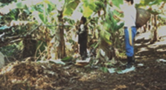 Manejo Sustentável da Mata Atlântica - Sistemas AgroflorestaisESSA - Estratégia Socioambiental