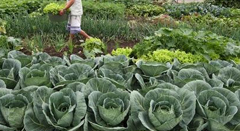 Merenda OrgânicaESSA - Estratégia Socioambiental