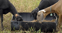 Programa Bioma - Inclusão Produtiva da Ovinocaprinocultura do SemiáridoESSA - Estratégia Socioambiental