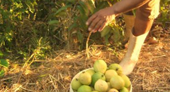 Projeto Agricultores Familiares PaulistanosESSA - Estratégia Socioambiental