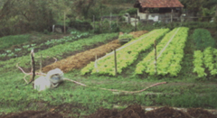 Projeto Agricultura SustentávelESSA - Estratégia Socioambiental