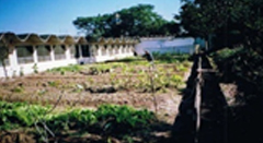 Projeto Hortas nas Escolas, Creches e Postos de SaúdeESSA - Estratégia Socioambiental