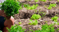 Regulamentação da Lei Municipal Nº 13.727/04 - Agricultura UrbanaESSA - Estratégia Socioambiental