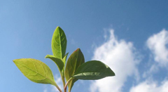 Termo de Referência Nacional em SustentabilidadeESSA - Estratégia Socioambiental