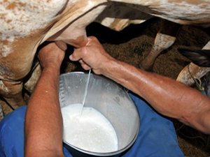 Cadeia Leiteira - Desenvolvimento Sustentável e Comercialização - ESSA - Estratégia Socioambiental - 1
