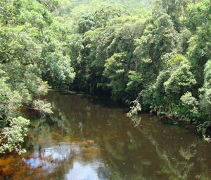 Análise SWOT - Reserva da Biosfera da Mata Atlântica - ESSA - Estratégia Socioambiental - 1