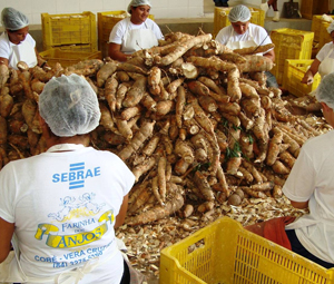 Coordenação Nacional da Carteira de Mandiocultura - ESSA - Estratégia Socioambiental - 1
