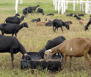 Programa Bioma - Inclusão Produtiva da Ovinocaprinocultura do Semiárido - ESSA - Estratégia Socioambiental - 1
