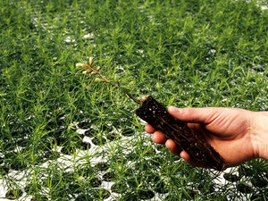 Guardiões do Verde - ESSA - Estratégia Socioambiental - 1