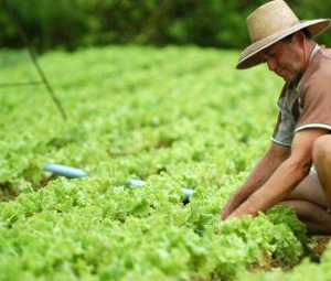 Projeto Certificação Orgânica - ESSA - Estratégia Socioambiental - 1