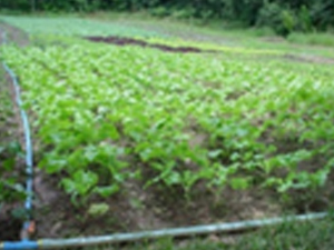 Projeto Comunidade Viva Verde - Qualificação para Reinserção - ESSA - Estratégia Socioambiental - 1