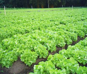 Articulação Paulista de Agroecologia (APA) - ESSA - Estratégia Socioambiental - 1