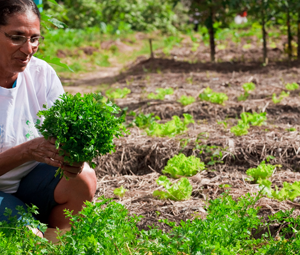 Regulamentação da Lei Municipal Nº 13.727/04 - Agricultura Urbana - ESSA - Estratégia Socioambiental - 1
