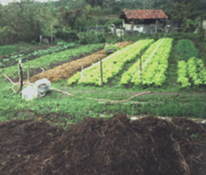 Projeto Agricultura Sustentável - ESSA - Estratégia Socioambiental - 1