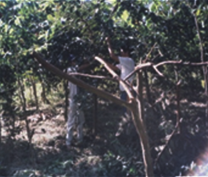 Manejo Sustentável da Mata Atlântica - Sistemas Agroflorestais - ESSA - Estratégia Socioambiental - 1